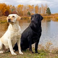  YING YANG DOGS