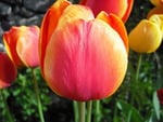 peach Tulip 