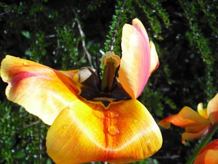 honey Tulip  - yellow, tulip, texture