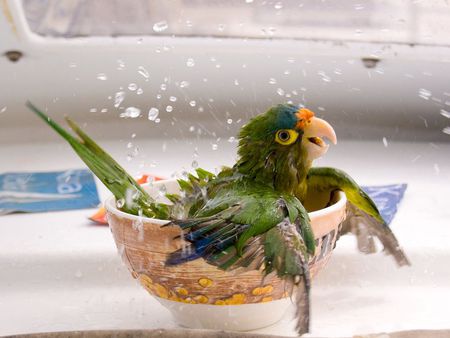 bathing-parrot - bathing, parrot, funny, new, bird