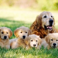 Dogs Family