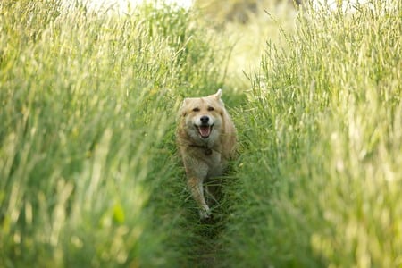 Katie in the field - dog, green, field, katie, coydog, grass