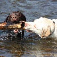 Wet playing Labs