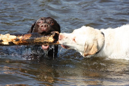 Wet playing Labs - play, water, dog, wet, labrador, playing