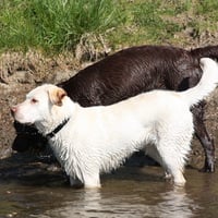 Labs down at the river Beek