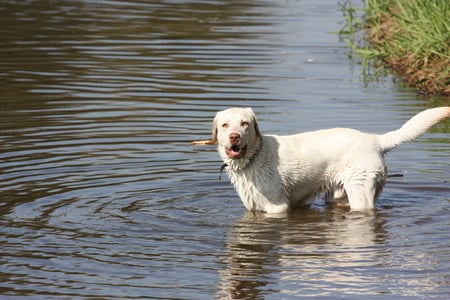 wet white yellow Lab - play, water, dog, wet, labrador, playing