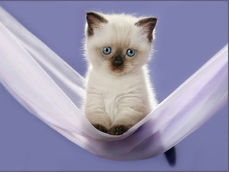 Kitten - white, picture, mauve, brown, cool, hammock, black, kitten