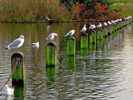 Birds in Row - birds in row, cool, picture