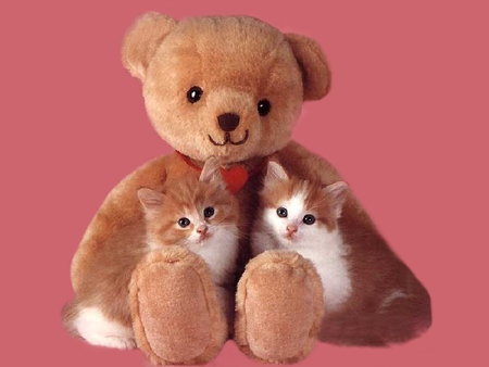 TEDDY THE TEDDYBEAR AND FRIENDS TWO LIVE KITTYS - photograph, cute, adorable, picture