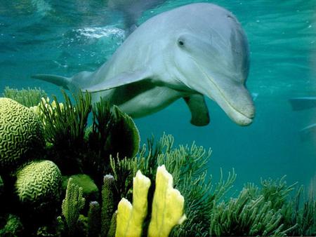 Hello  - dolphins, water, reef, cute, animals