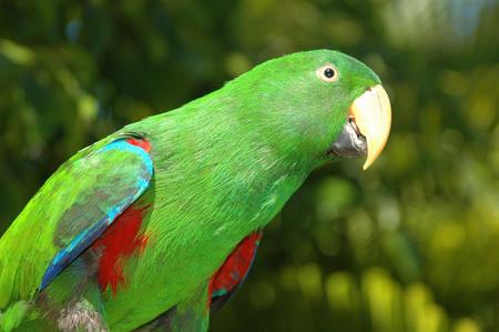 Parrot - bird, aniaml, trees, parrot