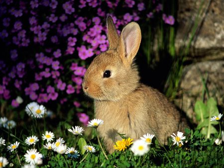 MY NAME IS MIMIBUNNY - playful, adorable, tame, funny, cute, bunny