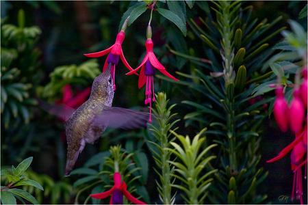 Hummingbird - flowers, hummingbird, animal