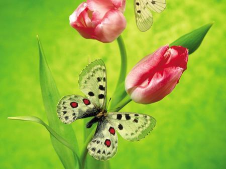 Butterflies - animal, flowers, butterflies