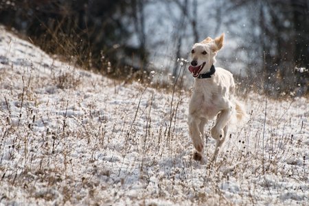 Run! - dogs, running, ears, snow, toungue, excersize