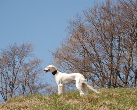 Whats That Over There? - salukis, tan, animals, dogs, cute