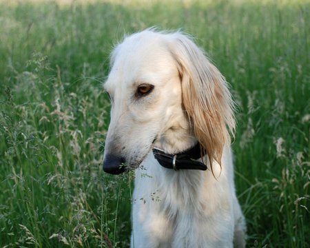 I Have Had A Bad Day. - sad, tan, dog, saluki, animal, bad day