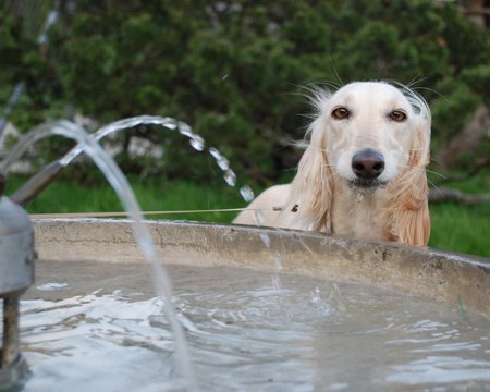 Hello  - animals, dogs, hello, saluki, water fountain