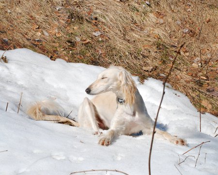 Saluki Dog - salukis, tan, animals, dogs, cute