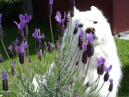 What Is This? - flowers, dogs, lavender, samoyed, animals