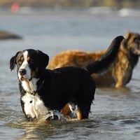 Bernese Mountain Dog