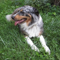 Bean, the Australian Shepherd