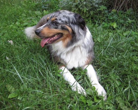 Bean, the Australian Shepherd - dogs, lying down, australian shepherd, bean, animals, australia