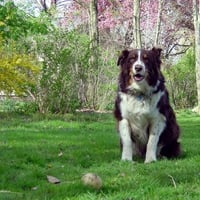 Australian Shepherd