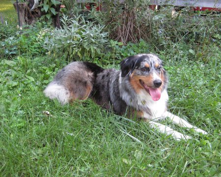 Bean, the Australian Shepherd - dogs, lying down, australian shepherd, bean, animals, australia