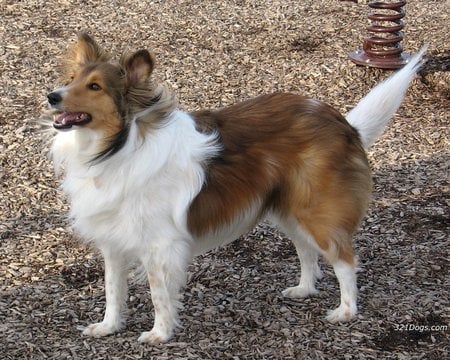 I Am So Fluffy! - fluffy, sheltie, animals, shetland sheepdog, dogs, cute