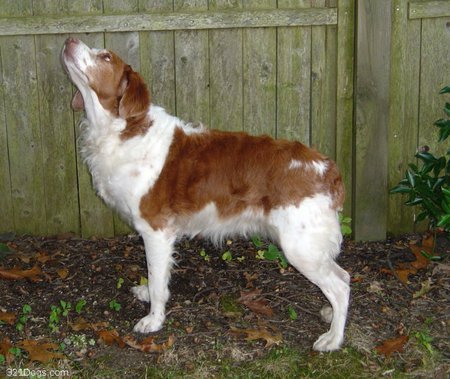 Brittany Dog - brown-and-white, dogs, brittany, stand, trees