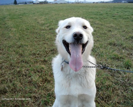 See My Tongue? - white, sitting, tongue, animals, dogs, akbash, cute