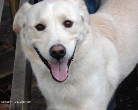 Hi! Its Very Nice To Meet You!!! - white, dogs, hi, cute, akbash, animals