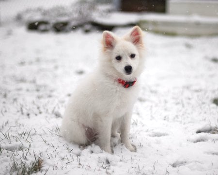 What Are You Looking At? - fluffy, white, american eskimo, dogs, cold, snow, puppies, animals