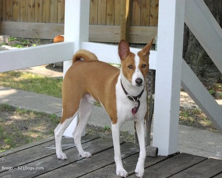 Who Took My Ball? - basenji, dogs, brown-and-white, cute, animals