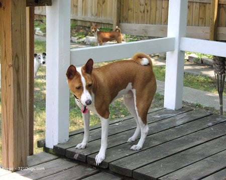 Is My Friend Here? - basenji, dogs, brown-and-white, cute, animals