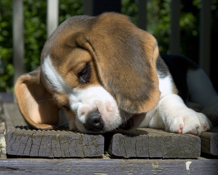 I Wonder... - animals, beagles, dogs, cute, puppies, wondering