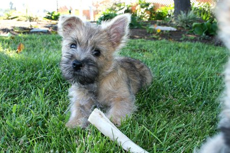 Are You Sure It Wont Hurt Me? - animal, cute, puppy, cairn terrier, dog