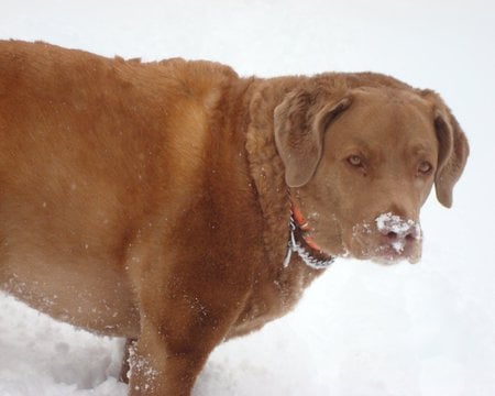 Look At This Cold Stuff On My Nose! - nose, chesapeake bay ret, dogs, brown, cold, snow, animals