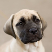 English Mastiff Puppy