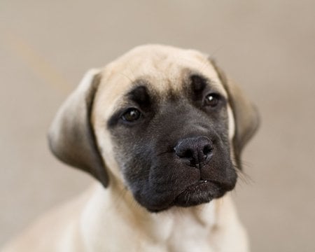 English Mastiff Puppy - animals, dogs, english mastiff, cute, puppies