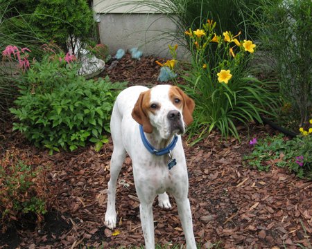 English Pointer - dogs, english pointer, brown-and-white, animals