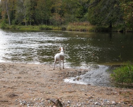 Pointer By The Lake - river bank, dogs, brwon-and-white, lakes, pointer, animals