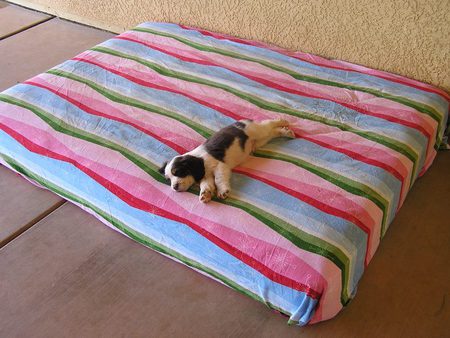 In Peace... - bed, english springer spaniel, striped blanket, animals, dogs, puppies