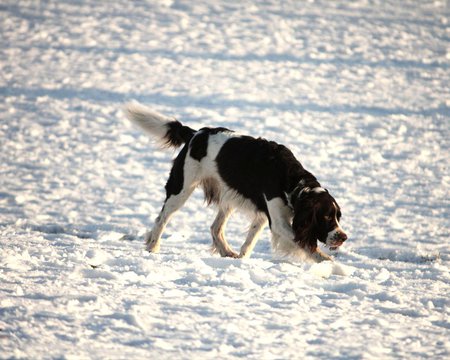 Sniffing Around... - english springer spaniel, sniffing, brown-and-white, animals, dogs, sand