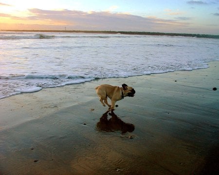 Run Away From The Sea!! - french bulldogs, dogs, beach, waves, sea, black-and-tan, animals