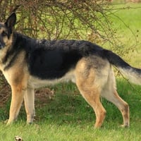 German Shepherd Show Position