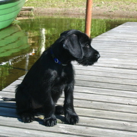 Giant Schnauzer Puppy