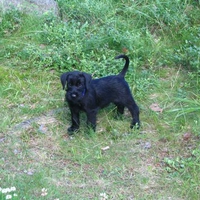 Giant Schnauzer Puppy