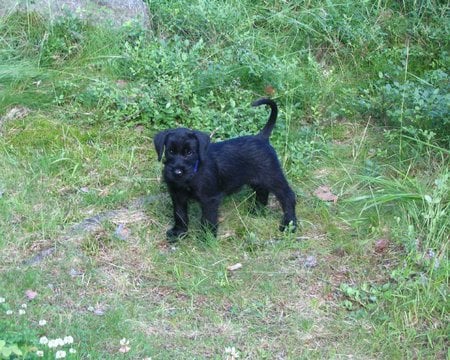 Giant Schnauzer Puppy - black, dogs, giant schnauzer, puppies, animals